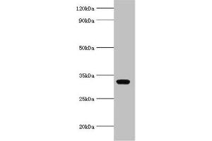 Western blot All lanes: AGPAT1 antibody at 6 μg/mL + K562 whole cell lysate Secondary Goat polyclonal to rabbit IgG at 1/10000 dilution Predicted band size: 32 kDa Observed band size: 32 kDa (AGPAT1 anticorps  (AA 204-283))