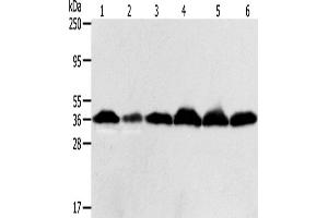Western Blotting (WB) image for anti-Apurinic/Apyrimidinic Endonuclease 1 (APEX1) antibody (ABIN2427738) (APEX1 anticorps)