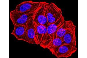Immunofluorescence analysis of Hela cells using TFAP2A mouse mAb.