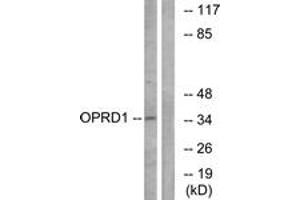Western blot analysis of extracts from NIH-3T3 cells, using OPRD1 Antibody. (OPRD1 anticorps  (AA 311-360))