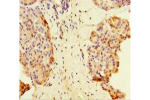Immunohistochemistry of paraffin-embedded human pancreatic tissue using ABIN7159033 at dilution of 1:100 (MAML1 anticorps  (AA 1-45))