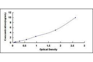 ELISA image for Chemokine (C-C Motif) Ligand 2 (CCL2) ELISA Kit (ABIN415616)