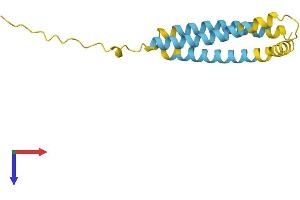 AlphaFold protein structure predicition of Human Recombinant NINJ2 Protein, UniprotID Q9NZG7