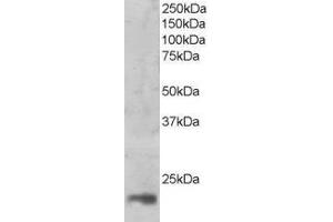 ABIN2563746 (1ug/ml) staining of nuclear HeLa lysate (35µg protein in RIPA buffer). (MAGOH anticorps  (C-Term))