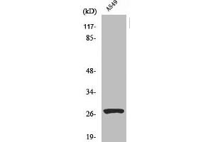 Western Blot analysis of A549 cells using Cleaved-Cathepsin D HC (L169) Polyclonal Antibody (Cathepsin D anticorps  (Cleaved-Leu169))