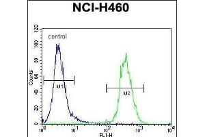 SRD5A2L2 Antibody (C-term) (ABIN655681 and ABIN2845143) flow cytometric analysis of NCI- cells (right histogram) compared to a negative control cell (left histogram). (SRD5A2L2 anticorps  (C-Term))
