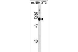 DNAJC5 Antibody (Center) (ABIN1538465 and ABIN2849241) western blot analysis in mouse NIH-3T3 cell line lysates (35 μg/lane). (DNAJC5 anticorps  (AA 52-80))