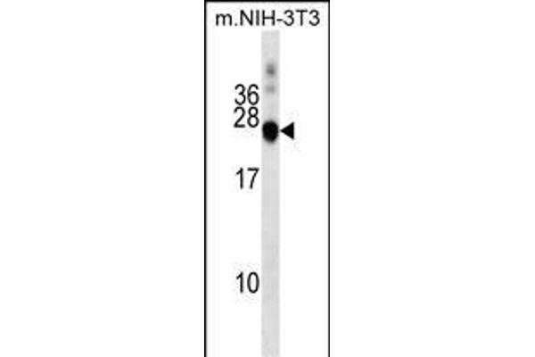 DNAJC5 anticorps  (AA 52-80)