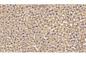 Detection of PRDX2 in Mouse Liver Tissue using Polyclonal Antibody to Peroxiredoxin 2 (PRDX2) (Peroxiredoxin 2 anticorps  (AA 6-164))