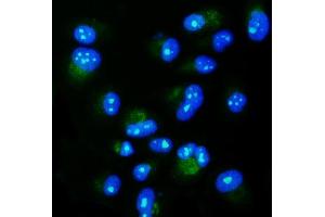 IF analysis of NGDN using anti-NGDN antibody (ABIN7602472). (NGDN anticorps  (AA 8-191))