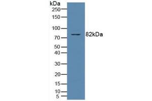 Figure. (PKC theta anticorps  (AA 380-634))