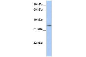 C17ORF39 antibody used at 1 ug/ml to detect target protein. (GID4 anticorps  (C-Term))