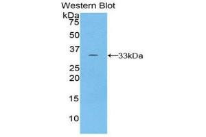 Western Blotting (WB) image for anti-Torsin Family 2, Member A (TOR2A) (AA 34-293) antibody (ABIN1860835) (TOR2A anticorps  (AA 34-293))