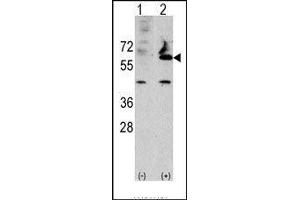 Western blot analysis of FUCA2 (arrow) using rabbit polyclonal FUCA2 Antibody (FUCA2 anticorps  (N-Term))