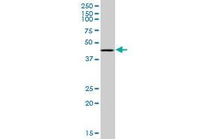 RING1 monoclonal antibody (M07), clone 4E8.