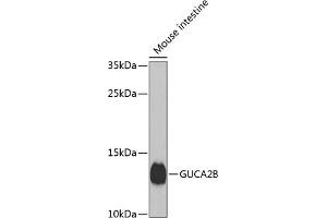 Western blot analysis of extracts of mouse small intestine, using GUCB antibody (ABIN6134518, ABIN6141531, ABIN6141532 and ABIN6224434) at 1:1000 dilution. (GUCA2B anticorps  (AA 1-100))