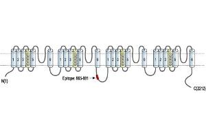 Representative domain view of the target of ABIN7884830.
