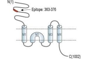anti-Glutamate Receptor, Ionotropic, N-Methyl D-Aspartate 3B (GRIN3B) (AA 363-376), (Extracellular), (N-Term) antibody
