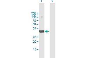 Western Blot analysis of DLX4 expression in transfected 293T cell line by DLX4 MaxPab polyclonal antibody. (DLX4 anticorps  (AA 1-240))