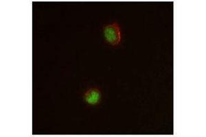 Immunofluorescence (IF) image for anti-CCAAT/enhancer Binding Protein (C/EBP), alpha (CEBPA) antibody (ABIN2664083) (CEBPA anticorps)