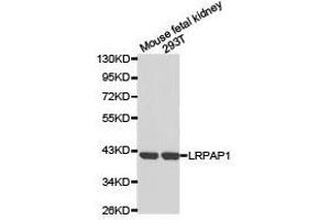 Western Blotting (WB) image for anti-Low Density Lipoprotein Receptor-Related Protein Associated Protein 1 (LRPAP1) antibody (ABIN1873566) (LRPAP1 anticorps)
