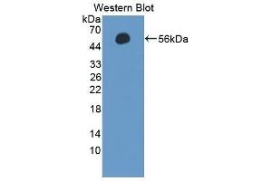 Western Blotting (WB) image for anti-Selectin L (SELL) (AA 101-343) antibody (ABIN1863134)