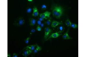 Anti-HP mouse monoclonal antibody (ABIN2453135) immunofluorescent staining of COS7 cells transiently transfected by pCMV6-ENTRY HP (RC223612). (Haptoglobin anticorps)