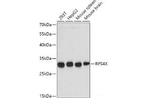 Western blot analysis of extracts of various cell lines using RPS4X Polyclonal Antibody at dilution of 1:1000. (RPS4X anticorps)