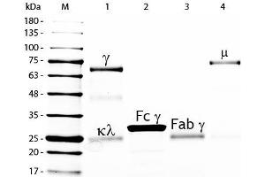 SDS-PAGE of Chicken IgG Whole Molecule Fluorescein Conjugated . (Poulet IgG isotype control (FITC))