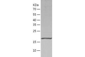 Western Blotting (WB) image for Peroxiredoxin 2 (PRDX2) (AA 1-198) protein (His-IF2DI Tag) (ABIN7124361)