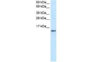 WB Suggested Anti-FABP7 Antibody Titration:  1.