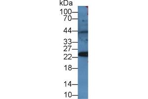 Western blot analysis of Rat Serum, using Mouse PRDX4 Antibody (2 µg/ml) and HRP-conjugated Goat Anti-Rabbit antibody ( (Peroxiredoxin 4 anticorps  (AA 14-258))