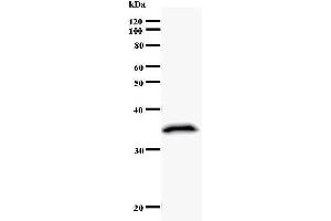 Western Blotting (WB) image for anti-Runt-Related Transcription Factor 1 (RUNX1) antibody (ABIN930965) (RUNX1 anticorps)