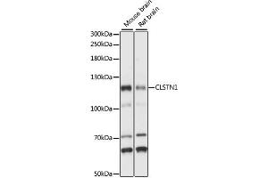 Western blot analysis of extracts of various cell lines, using CLSTN1 antibody (ABIN7266048) at 1:1000 dilution. (Calsyntenin 1 anticorps  (AA 29-350))