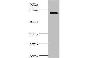 Western blot All lanes: MGAT1 antibody at 1. (MGAT1 anticorps  (AA 156-445))