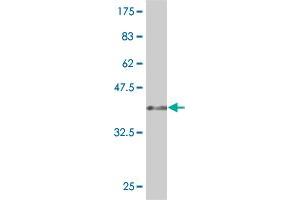Western Blot detection against Immunogen (36.