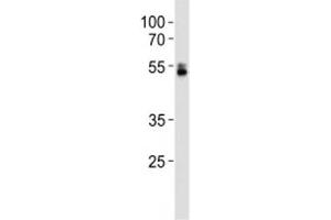 RUNX1 antibody western blot analysis in U-937 lysate.