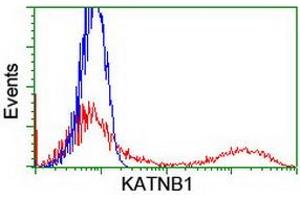 HEK293T cells transfected with either RC201852 overexpress plasmid (Red) or empty vector control plasmid (Blue) were immunostained by anti-KATNB1 antibody (ABIN2455205), and then analyzed by flow cytometry. (KATNB1 anticorps)
