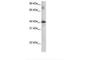 Image no. 2 for anti-TSC22 Domain Family, Member 4 (TSC22D4) (AA 23-72) antibody (ABIN203404)
