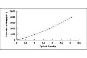 Hepcidin Antimicrobial Peptide (HAMP) ELISA Kit