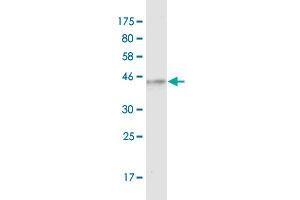 Western Blot detection against Immunogen (36.
