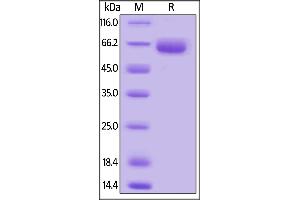 Mouse SLAMF7, Mouse IgG2a Fc Tag, low endotoxin on  under reducing (R) condition.