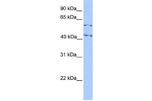 WB Suggested Anti-ELF1 Antibody Titration: 0. (ELF1 anticorps  (N-Term))