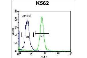 PSORS1C1 Antibody (N-term) (ABIN657118 and ABIN2846264) flow cytometric analysis of K562 cells (right histogram) compared to a negative control cell (left histogram).