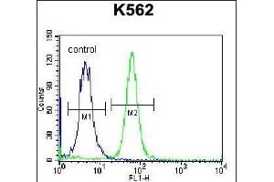 PSORS1C1 Antibody (N-term) (ABIN657118 and ABIN2846264) flow cytometric analysis of K562 cells (right histogram) compared to a negative control cell (left histogram). (PSORS1C1 anticorps  (N-Term))