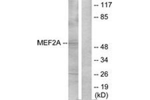 Western Blotting (WB) image for anti-Myocyte Enhancer Factor 2A (MEF2A) (AA 279-328) antibody (ABIN2889024) (MEF2A anticorps  (AA 279-328))