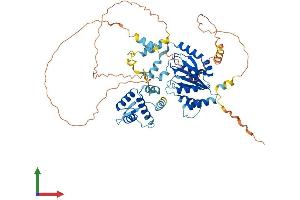 AlphaFold protein structure predicition of Mouse Recombinant Orc2 Protein, UniprotID Q60862