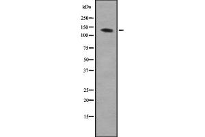 Western blot analysis of AEBP1 expression in HEK293 cells ,The lane on the left is treated with the antigen-specific peptide. (AEBP1 anticorps  (N-Term))