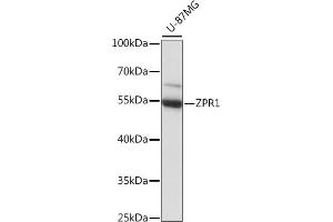 Western blot analysis of extracts of U-87MG cells, using ZPR1 antibody (ABIN7271471) at 1:1000 dilution.