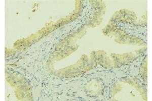 ABIN6273168 at 1/100 staining Mouse colon tissue by IHC-P. (Stanniocalcin 2 anticorps  (C-Term))